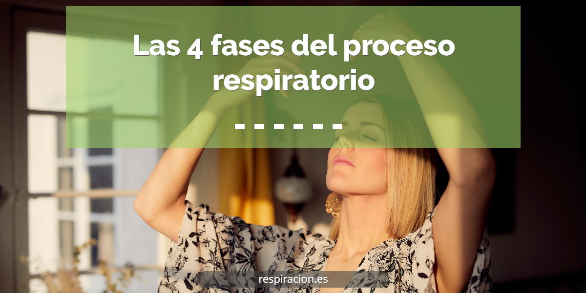Las 4 fases del proceso respiratorio